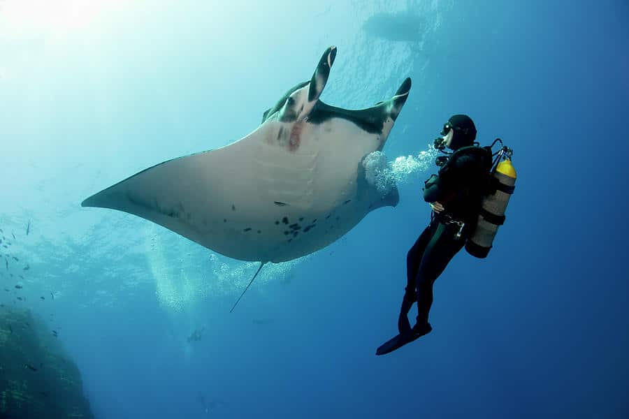 Manta Ray Diving Mexico At Cody Learmonth Blog
