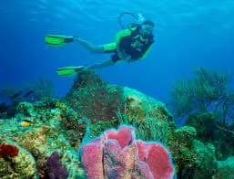 Scuba Diving in Cozumel for Beginners