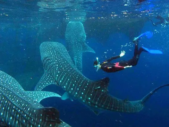 Best Place to Dive with Whale Sharks 