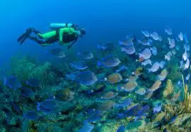 Scuba Diving in Cozumel for Beginners