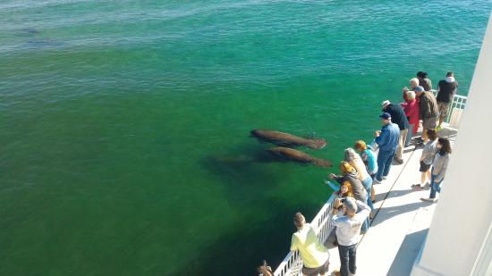 5 Places to Scuba Diving with Manatees in Florida 