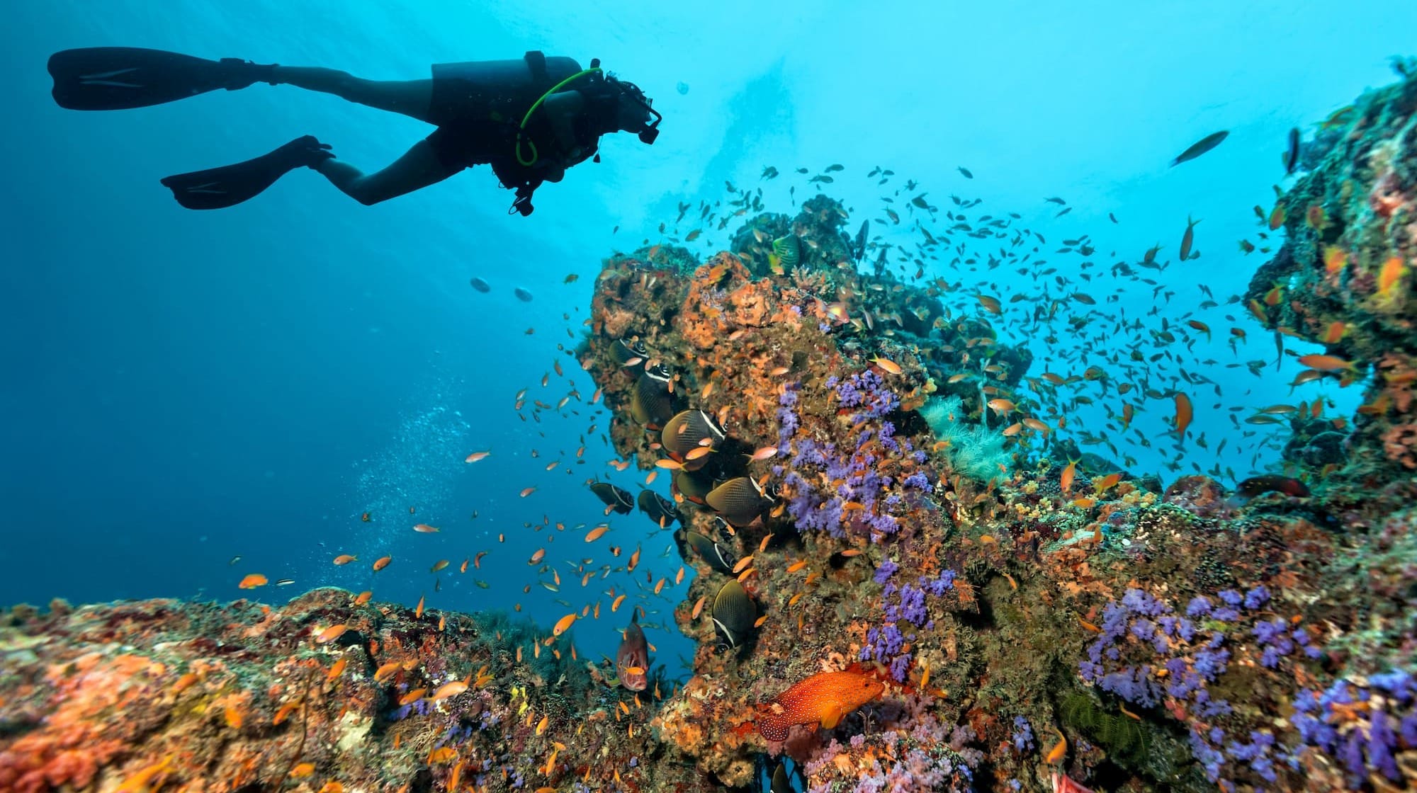 Scuba Diving in Florida For Beginners - DivingPicks.com