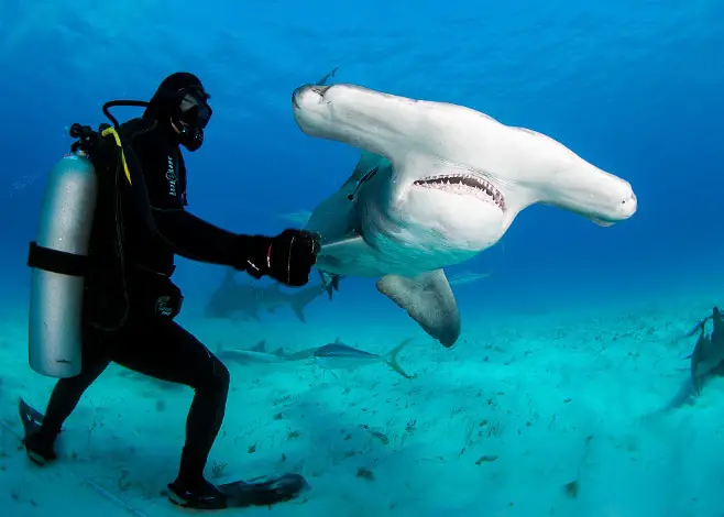 5 Best Place To Dive With Hammerhead Sharks