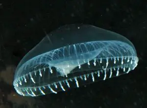 Crystal Jellyfish
