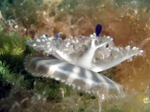 The Cassiopea aka Upside-Down Jellyfish