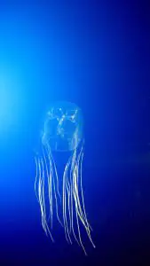 The Box Jellyfish