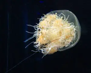 Nomuras Jellyfish