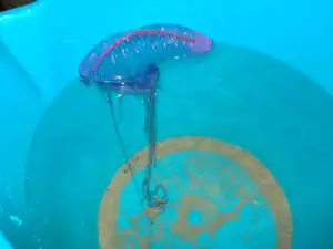 The Portuguese Man-of-War