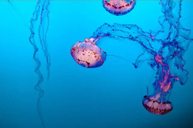 types of jellyfish